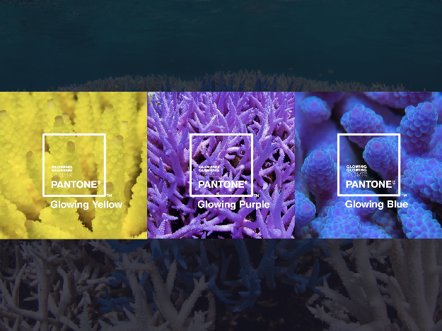 2019 年度 Pantone 代表色后续 -- 3 个气候变迁影响下的珊瑚色